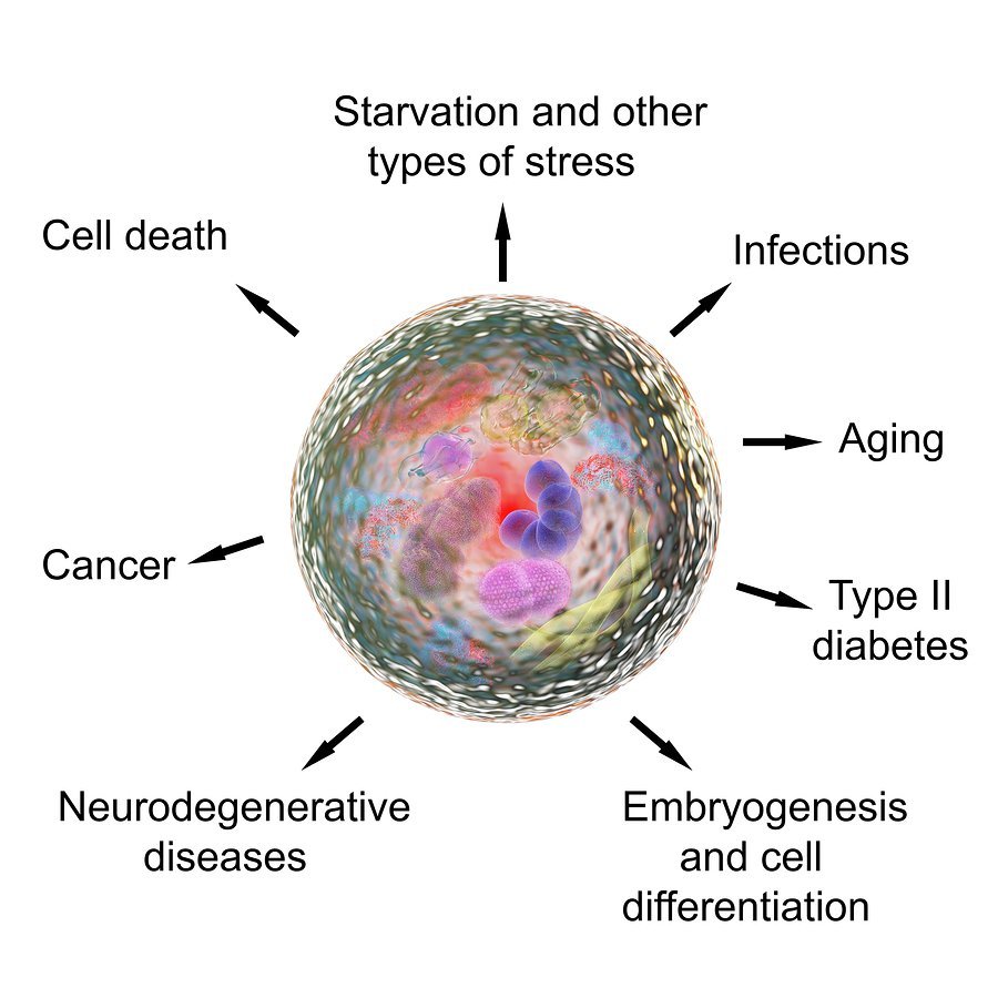 autophagy