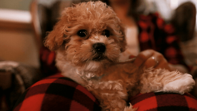 Tips on How to Keep Your Pet Healthy this Holiday Season